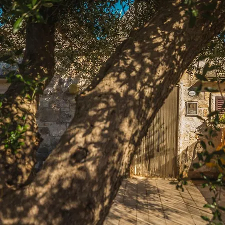 Trullo Olive Tree