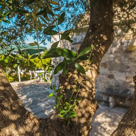 Holiday home Trullo Olive Tree Locorotondo